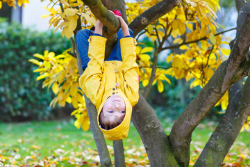 little kid boy in colorful clothes enjoying climbing on tree on autumn day