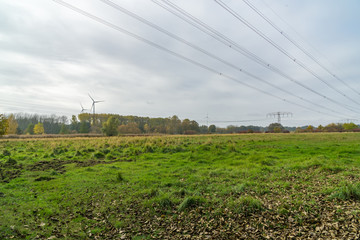 Meadow in a forest during autumn