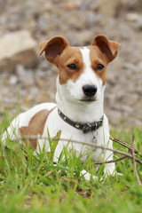 the Jack Russell Terrier dog