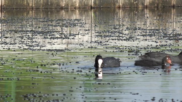 coot swimming on the lake and feeding the  fledgling