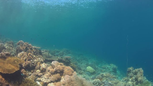 Colorful reef with healthy hard and soft corals. 4k footage