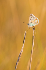 Photo of butterfly (Polyommatus icarus) on flower.