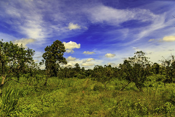 Fototapeta premium Plantation Katwijk in Surinam