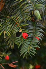  Tasso (Taxus baccata)  ramo con bacche rosse