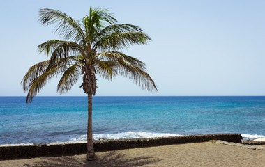 Fototapeta na wymiar palm tree on the beach - copy space for text background