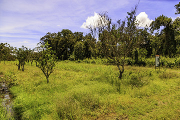 Plantation Katwijk in Surinam