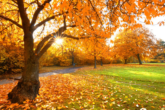 Sonne im Herbst, schönes Herbstwetter im Park