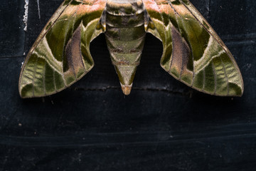 Moth
