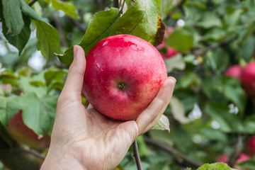girl picks  red ripe apple from apple tree