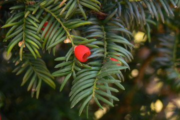 Tasso (Taxus baccata) ramo con bacche rosse © paolofusacchia