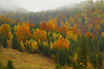 Autumnal forest landscape in the mist