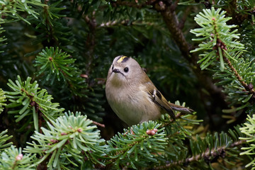 Goldcrest (Regulus regulus)