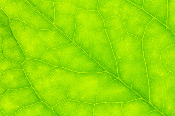 Obraz na płótnie Canvas Leaf texture or leaf background for design with copy space for text or image.