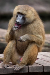 Guinea baboon (Papio papio).