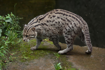 Fishing cat (Prionailurus viverrinus).