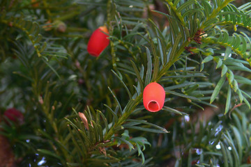 tasso (Taxus baccata) ramo con bacche rosse © paolofusacchia