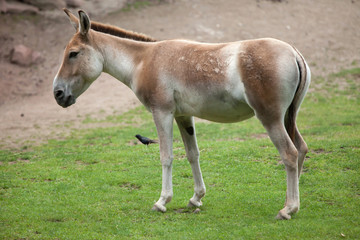 Obraz na płótnie Canvas Turkmenian kulan (Equus hemionus kulan).