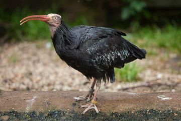 Northern bald ibis (Geronticus eremita).