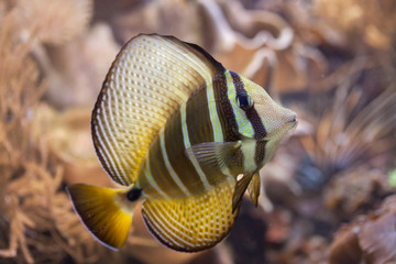 Fototapeta premium Sailfin tang (Zebrasoma veliferum).