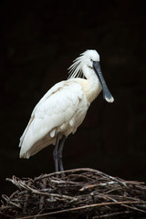 Eurasian spoonbill (Platalea leucorodia).