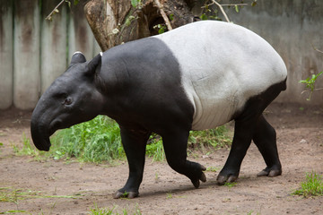 Malayan tapir (Tapirus indicus). - obrazy, fototapety, plakaty
