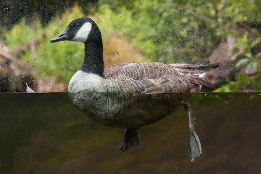 Canada goose (Branta canadensis).