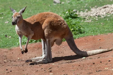 Crédence de cuisine en verre imprimé Kangourou Red kangaroo (Macropus rufus).