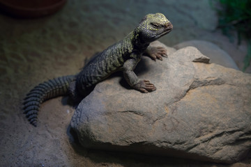 North African mastigure (Uromastyx acanthinura)