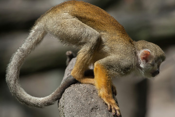 Common squirrel monkey (Saimiri sciureus).