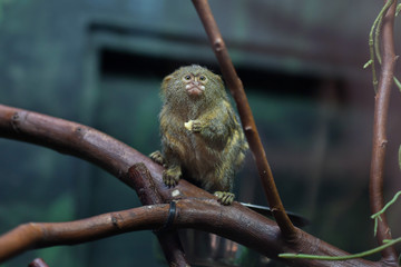 Pygmy marmoset (Cebuella pygmaea).