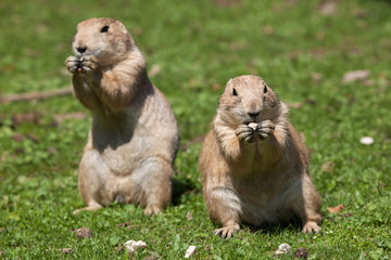 Black-tailed prairie dog (Cynomys ludovicianus).