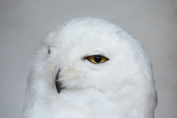 Fototapeta premium Snowy owl (Bubo scandiacus).