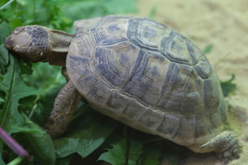 Russian tortoise (Agrionemys horsfieldii)