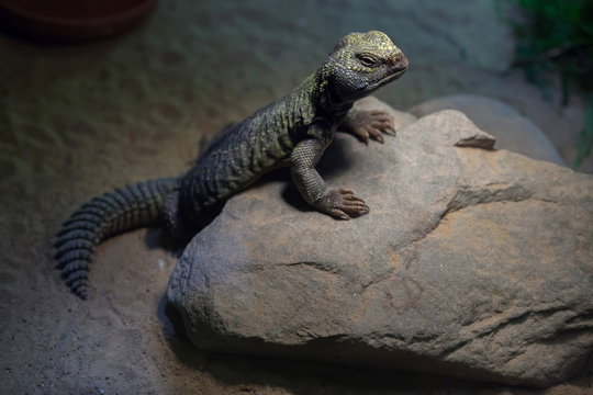 North African mastigure (Uromastyx acanthinura)