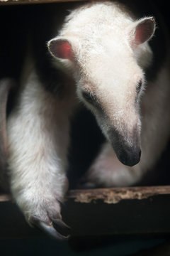 Southern Tamandua (Tamandua Tetradactyla)