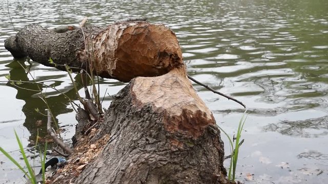 Fallen tree, felled by beavers to make dam