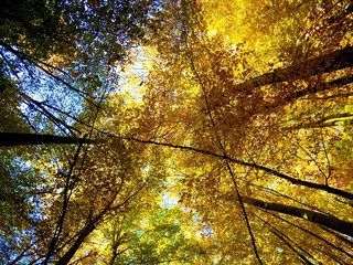 Yellow colorful leaves on deciduous trees in deciduous forest in wild nature during autumn