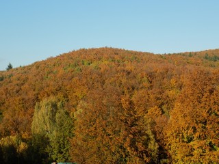 Yellow colorful leaves on deciduous trees in deciduous forest in wild nature during autumn