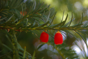 tasso (Taxus baccata) ramo con bacche rosse © paolofusacchia