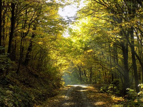 Shining sunbeams through deciduous trees with colorful leaves during autumn and asphalt road