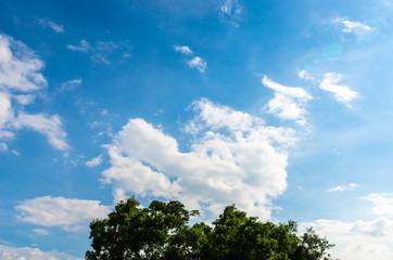 Tree top with clouds in blue sky background