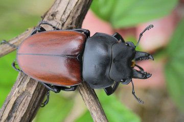 Stag Beetle in Thailand and Southeast Asia.