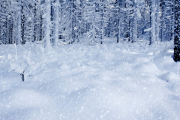 Forest with snow cover