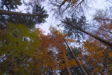 Low angle view of trees against sky