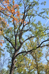 Autumn Park