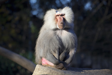 Pavianmännchen beim dösen