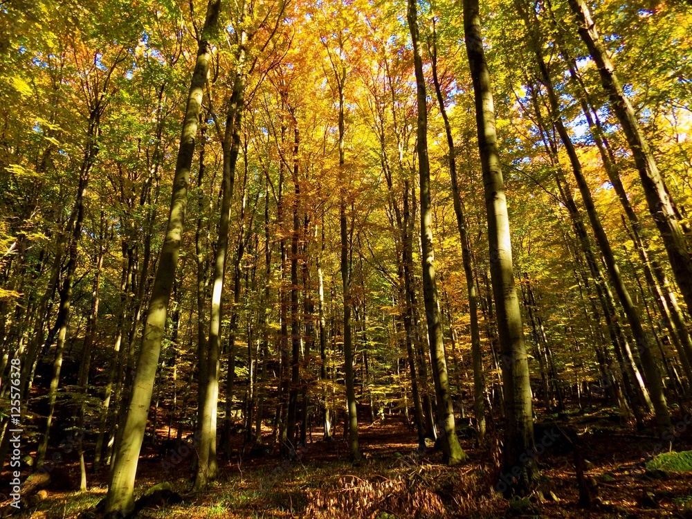 Wall mural Yellow colorful leaves on deciduous trees in deciduous forest in wild nature during autumn