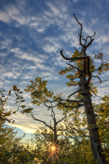 Autumn Tree in Sunrise with Blue Sky White Clouds Above