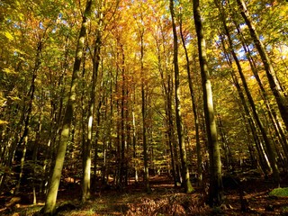 Fototapeta premium Yellow colorful leaves on deciduous trees in deciduous forest in wild nature during autumn