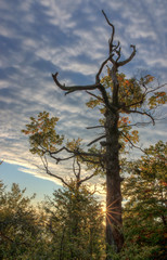 Autumn Tree in Sunrise with Blue Sky White Clouds Above